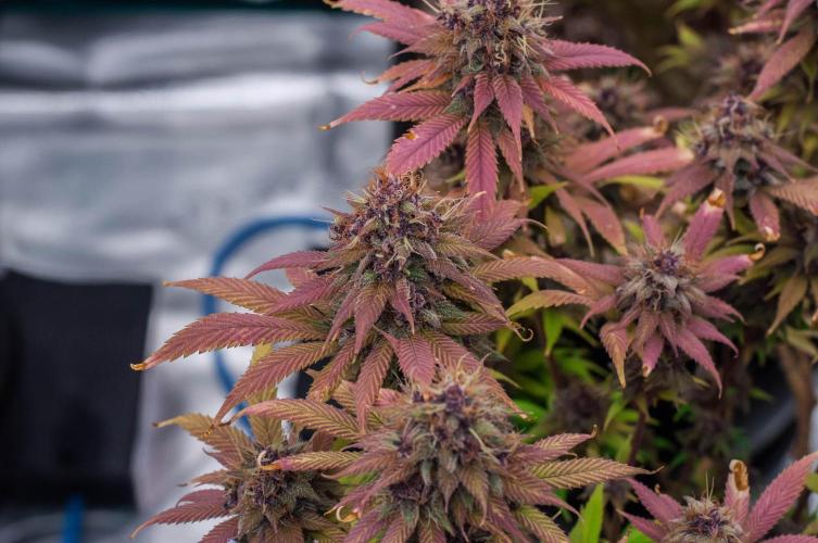 Red Hot Cookies. Week 11