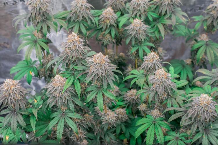 Papaya Frosting. Week 11