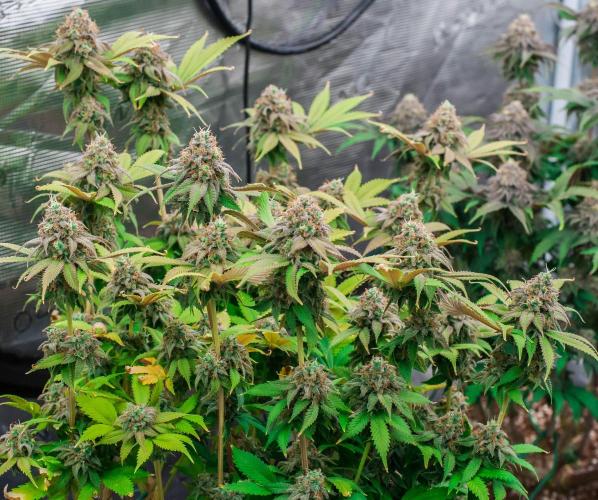 Blue Zushi. Week 11