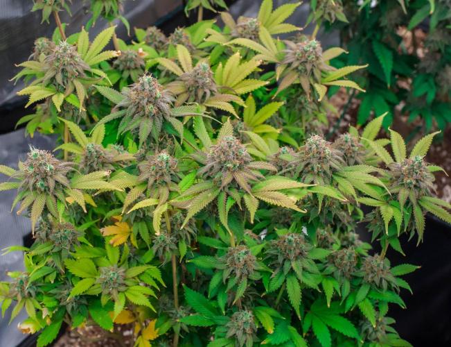 Blue Zushi. Week 11
