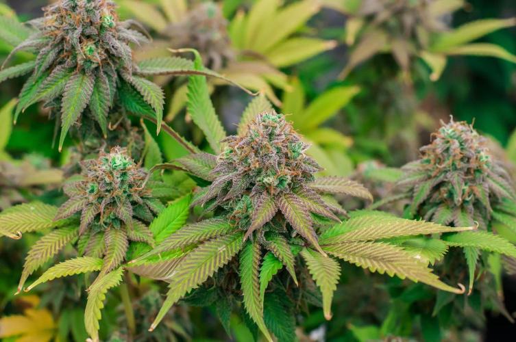 Blue Zushi. Week 11