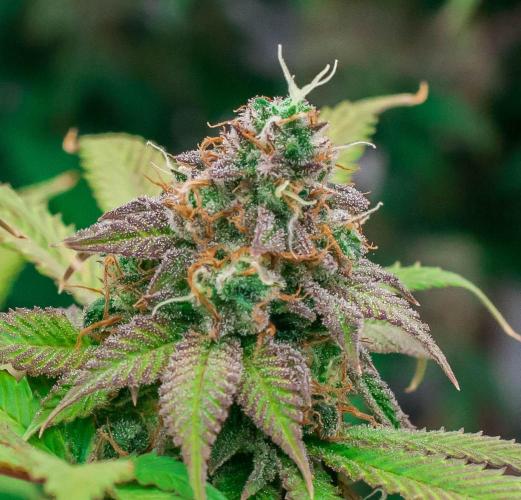 Blue Zushi. Week 11