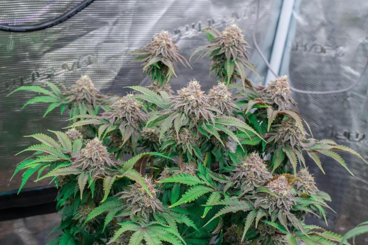 Jelly Breath S1. Week 11