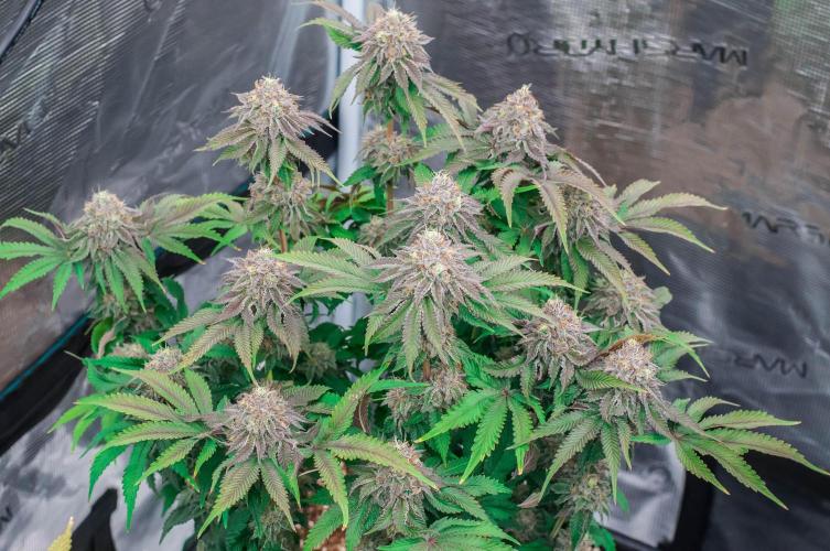 Jelly Breath S1. Week 11