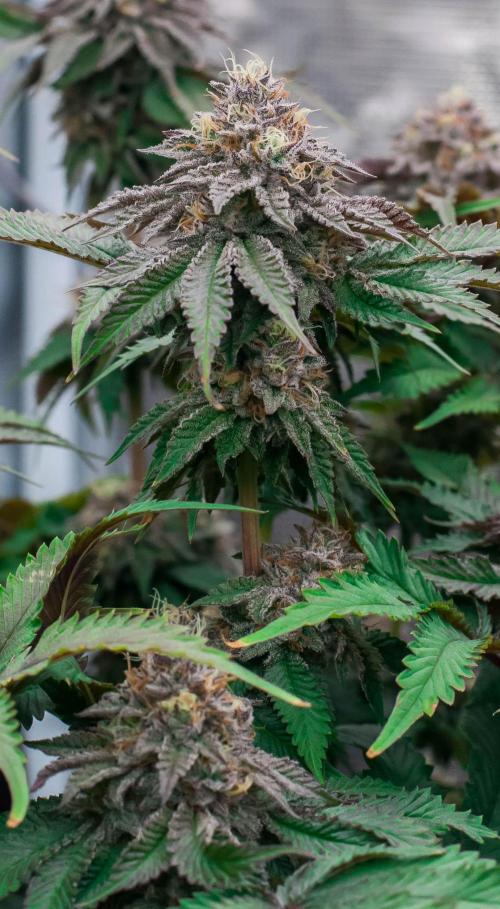 Jelly Breath S1. Week 11