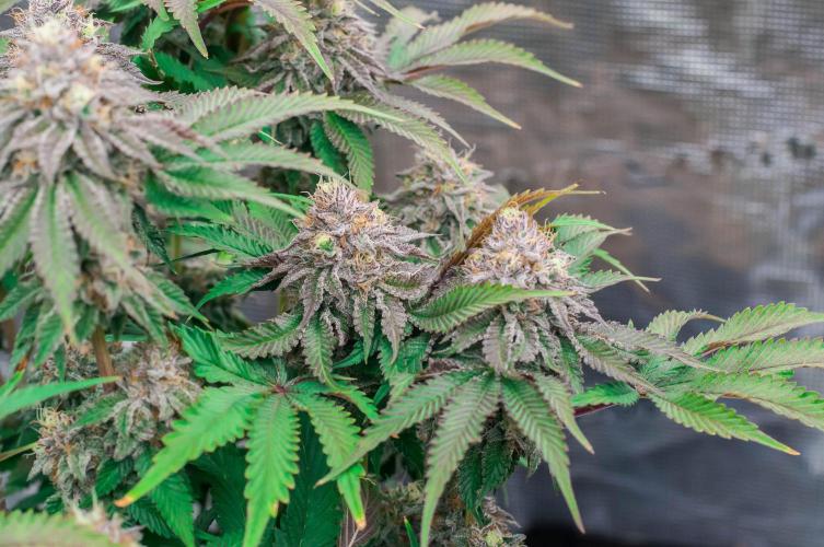 Jelly Breath S1. Week 11