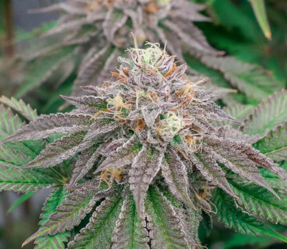Jelly Breath S1. Week 11