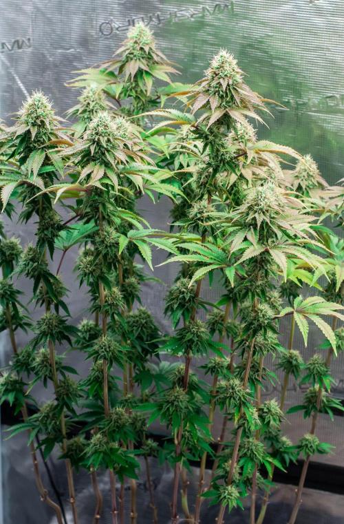 Black Cherry Gushers. Week 11