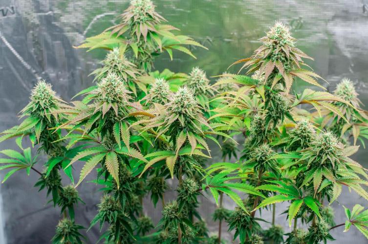 Black Cherry Gushers. Week 11