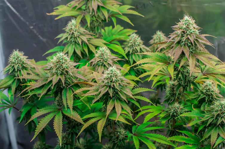 Black Cherry Gushers. Week 11