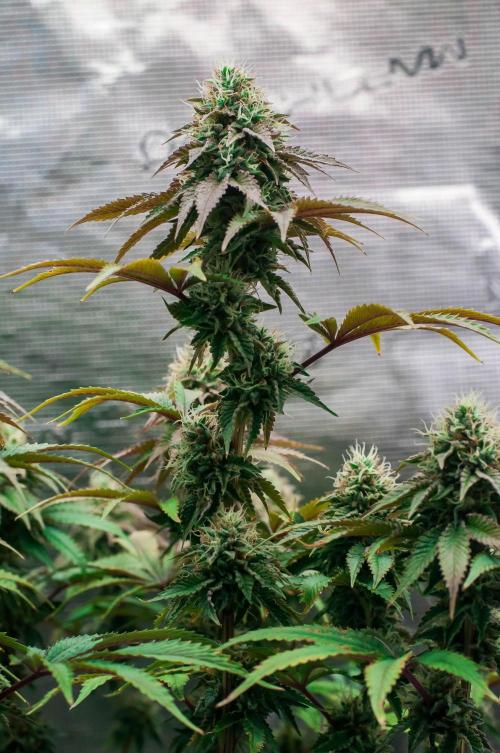 Black Cherry Gushers. Week 11