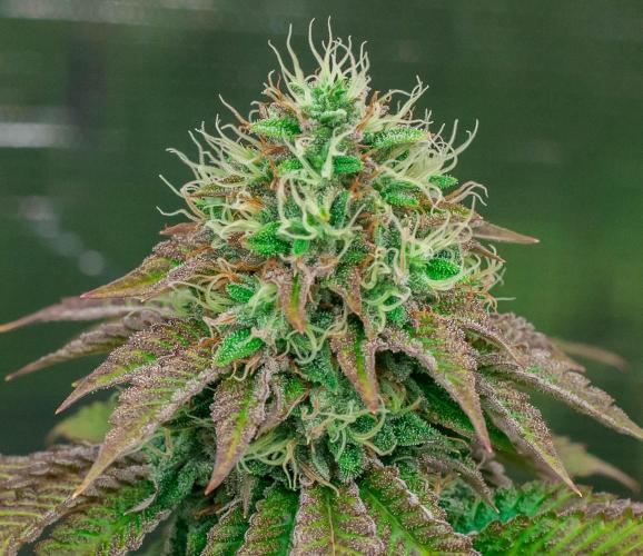 Black Cherry Gushers. Week 11