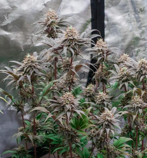 Jelly Donutz. Week 11