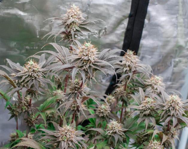 Jelly Donutz. Week 11