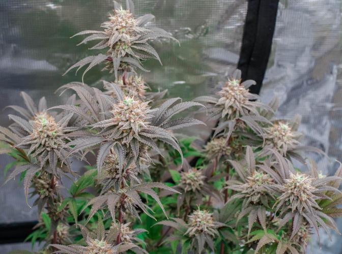 Jelly Donutz. Week 11