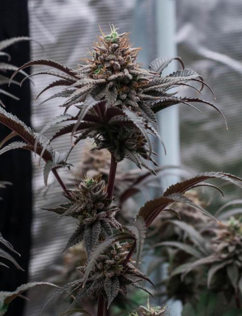 Jelly Donutz. Week 11