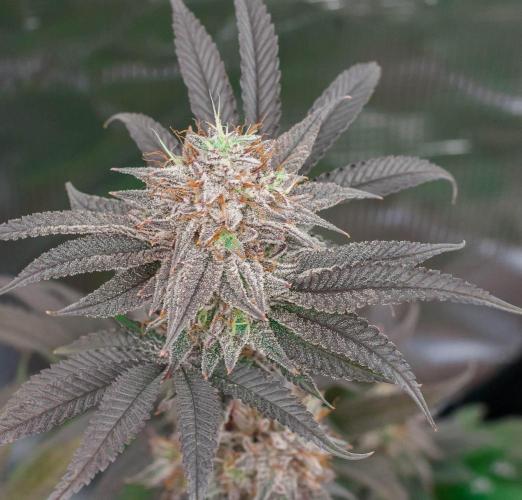 Jelly Donutz. Week 11