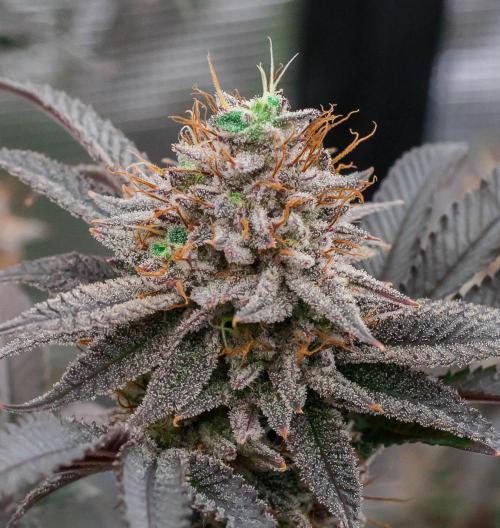 Jelly Donutz. Week 11