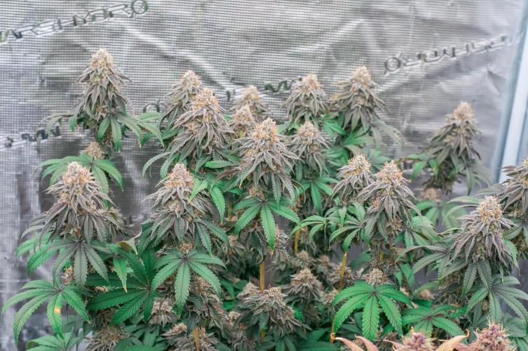Papaya Frosting. Week 12