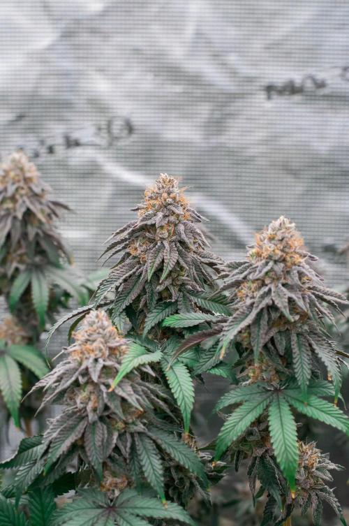 Papaya Frosting. Week 12