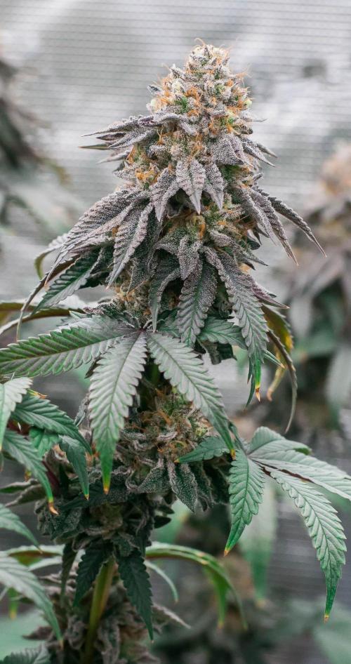 Papaya Frosting. Week 12