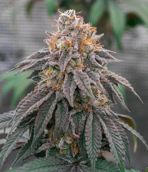 Papaya Frosting. Week 12