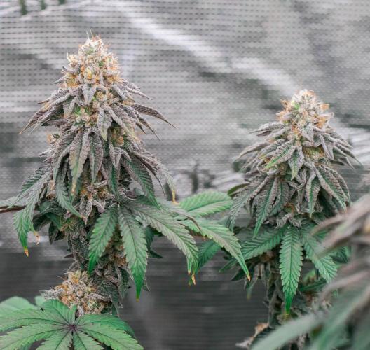 Papaya Frosting. Week 12