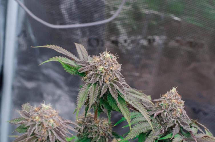 Jelly Breath S1. Week 12