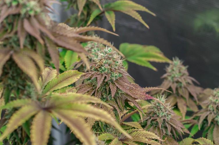 Black Cherry Gushers. Week 12