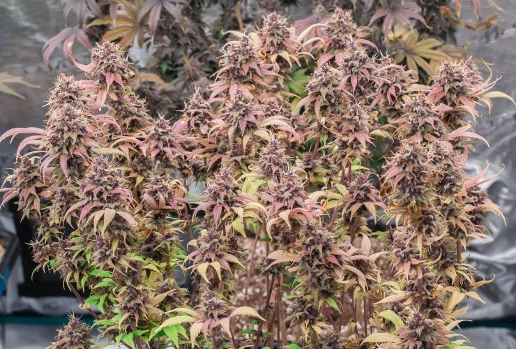 Red Hot Cookies. Week 12