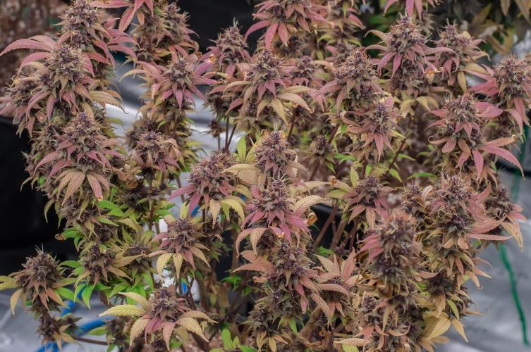 Red Hot Cookies. Week 12