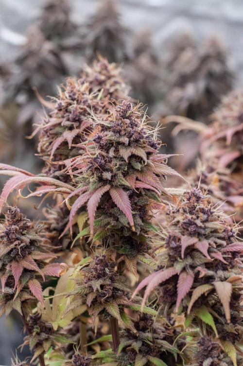 Red Hot Cookies. Week 12