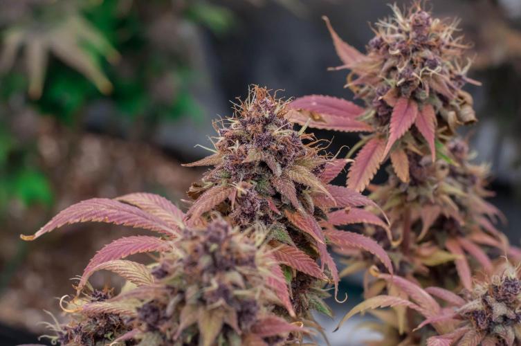 Red Hot Cookies. Week 12