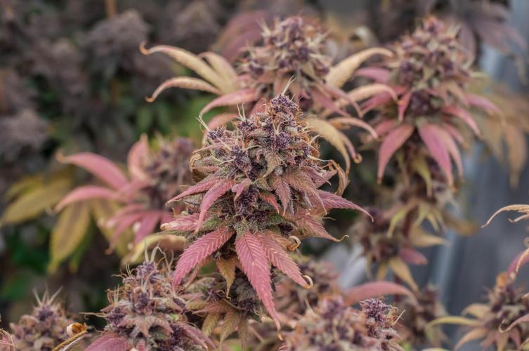 Red Hot Cookies. Week 12