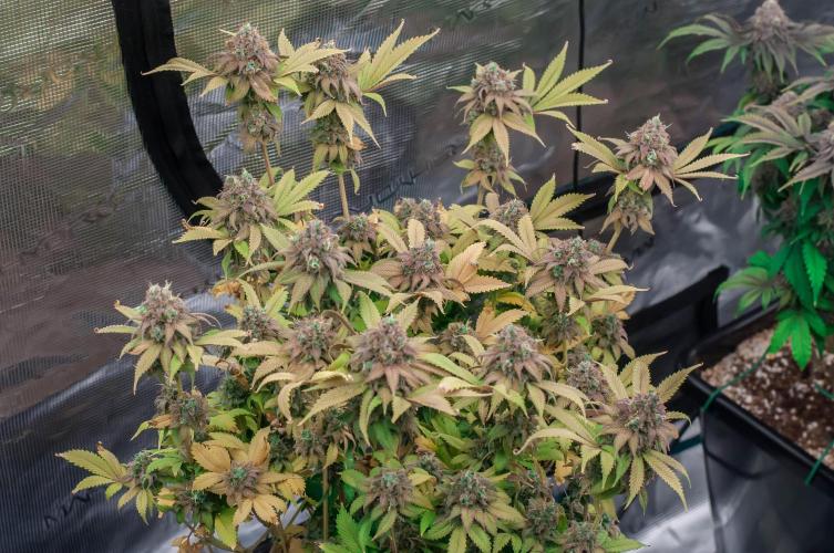 Blue Zushi. Week 12
