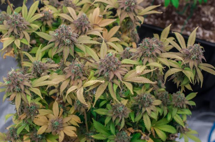 Blue Zushi. Week 12