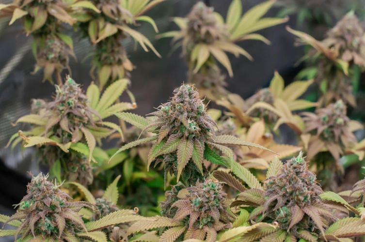 Blue Zushi. Week 12