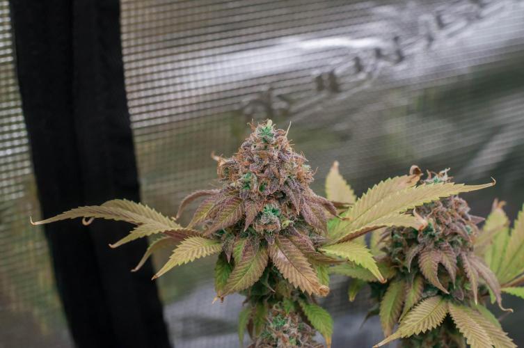 Blue Zushi. Week 12