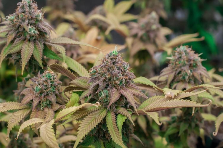 Blue Zushi. Week 12
