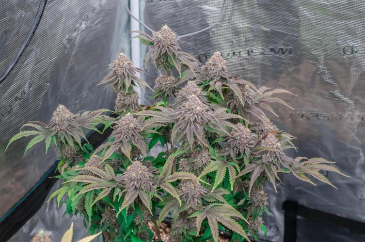 Jelly Breath S1. Week 12