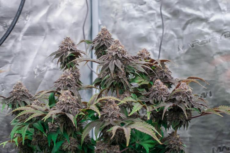Jelly Breath S1. Week 12