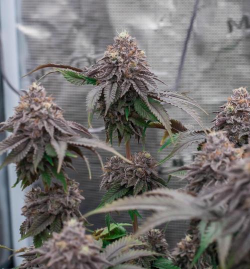 Jelly Breath S1. Week 12