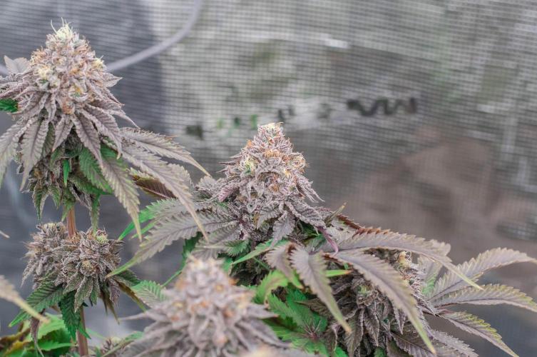 Jelly Breath S1. Week 12