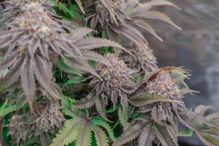 Jelly Breath S1. Week 12