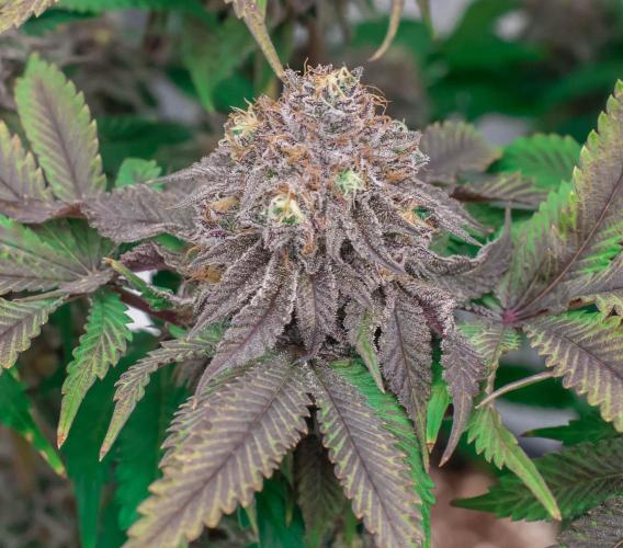 Jelly Breath S1. Week 12