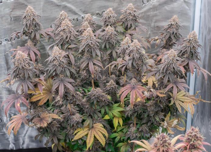 Black Cherry Gushers. Week 12
