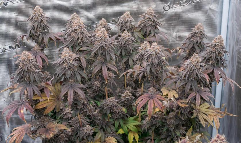 Black Cherry Gushers. Week 12
