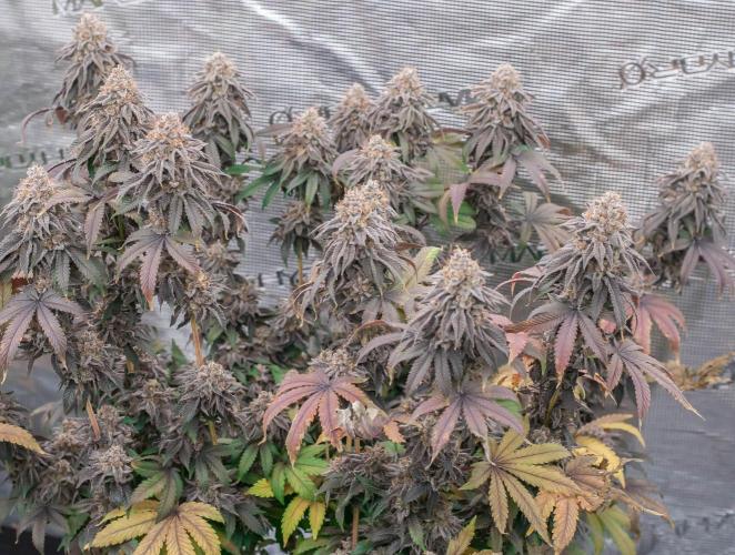 Black Cherry Gushers. Week 12
