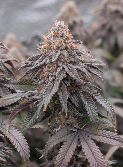 Black Cherry Gushers. Week 12