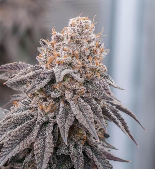 Black Cherry Gushers. Week 12